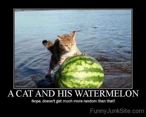 A Cat And His Watermelon-juy6001