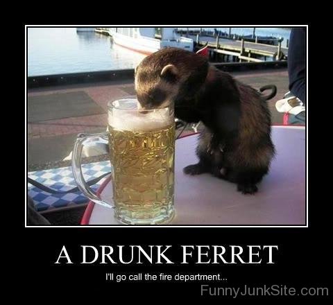 A Drunk Ferret-xyz201