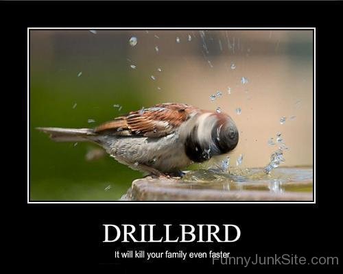 Drillbird-juy6051