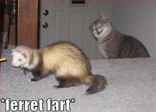 Ferret Fart-xyz206