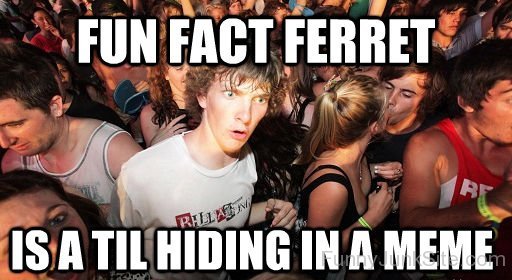 Fun Fact Ferret-xyz208