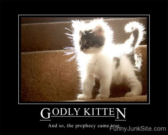 Godly Kitten-juy6069