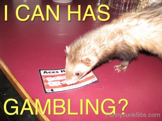 I Can Has Gambling-xyz210