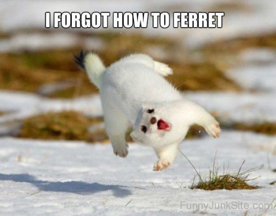 I Forgot How To Ferret-xyz212