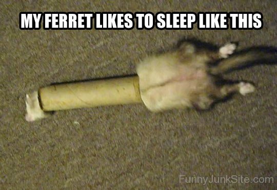 My Ferret Likes-xyz214