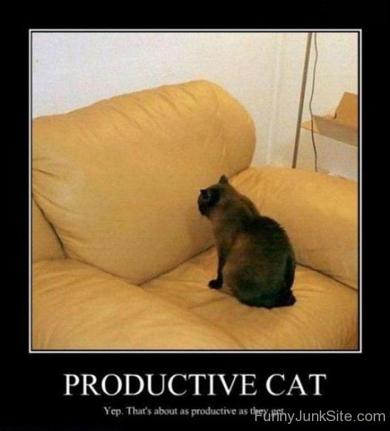 Productive Cat-juy6133