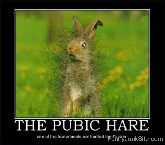 The Public Hare-juy6159