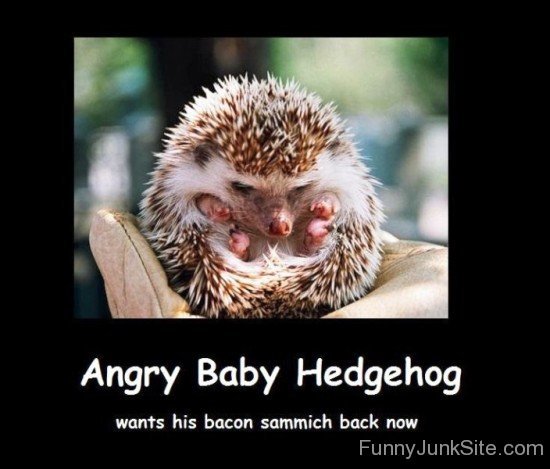 Angry Baby Hedgehog-fd502