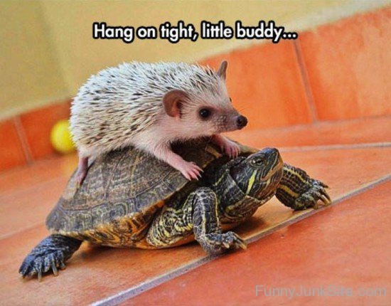 Hang On Tight,Little Buddy-fd506