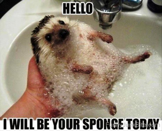 Hello I Will Be Your Sponge Today-fd509