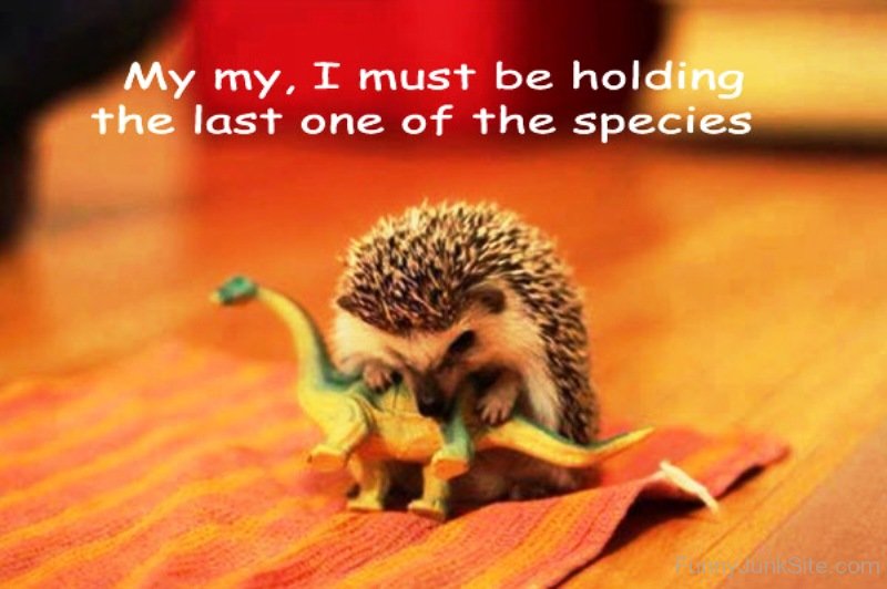 Funny Hedgehog Pictures My My I Must Be Holding The Last One