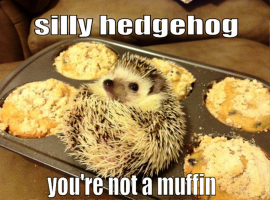 Silly Hedgehog-fd521