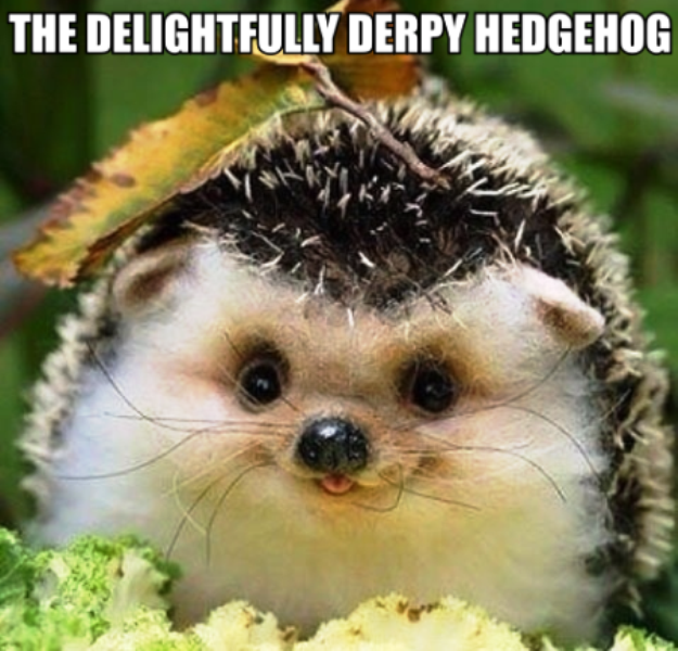 Funny Hedgehog Pictures » The Delightfully Derpy Hedgehog