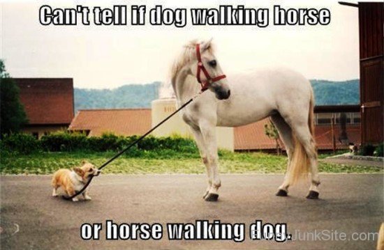 Can't Tell If Dog Walking Horse-ab804