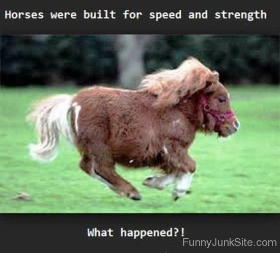 Horses Were Built For Speed And Strength-ab811