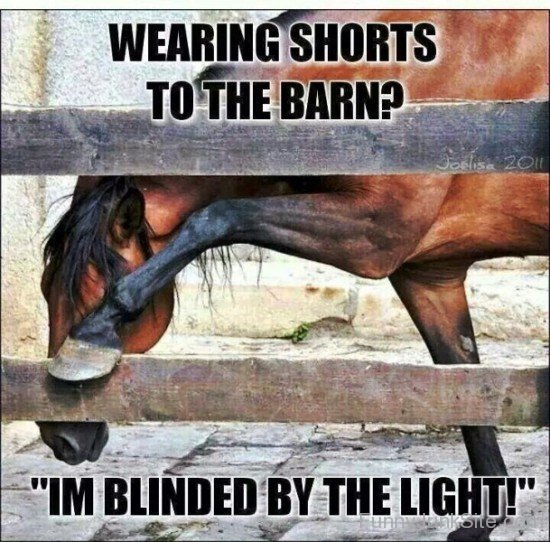 Wearing Shorts To The Barn-ab831