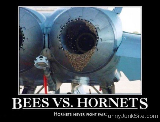 Bees Vs Hornets