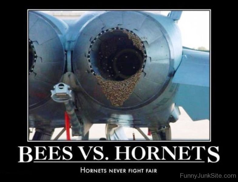 Funny Air Force Pictures » Bees Vs Hornets