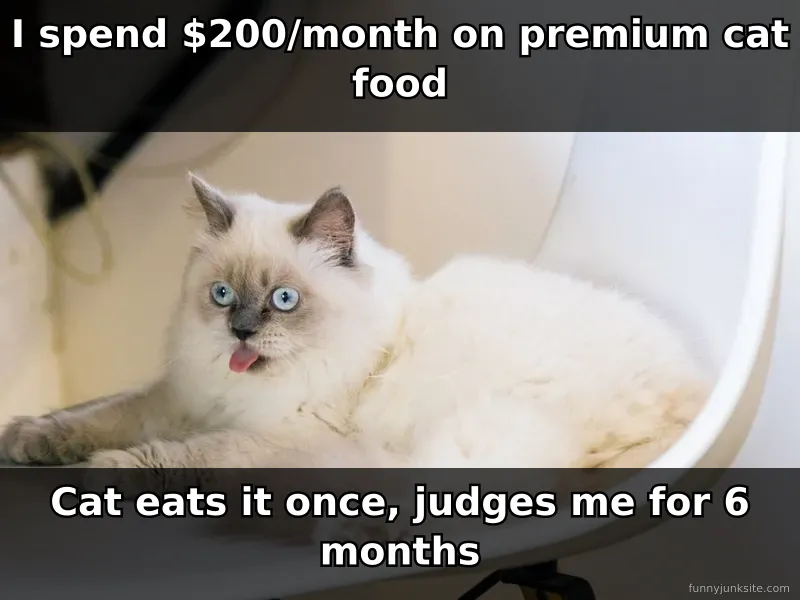 Funny cat meme with judgmental grumpy cat expression, cat humor about finicky eating and pet attitude