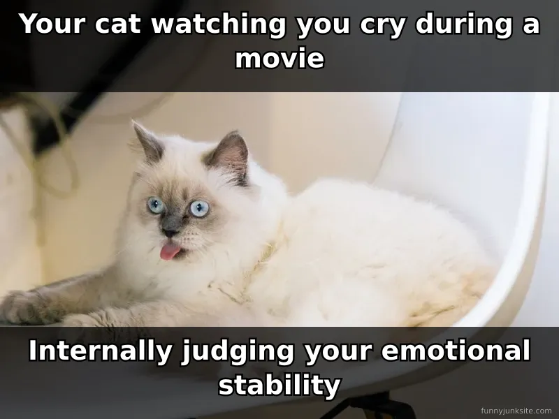 Funny cat meme about a judgmental feline staring at you while you cry, silently judging your emotions.
