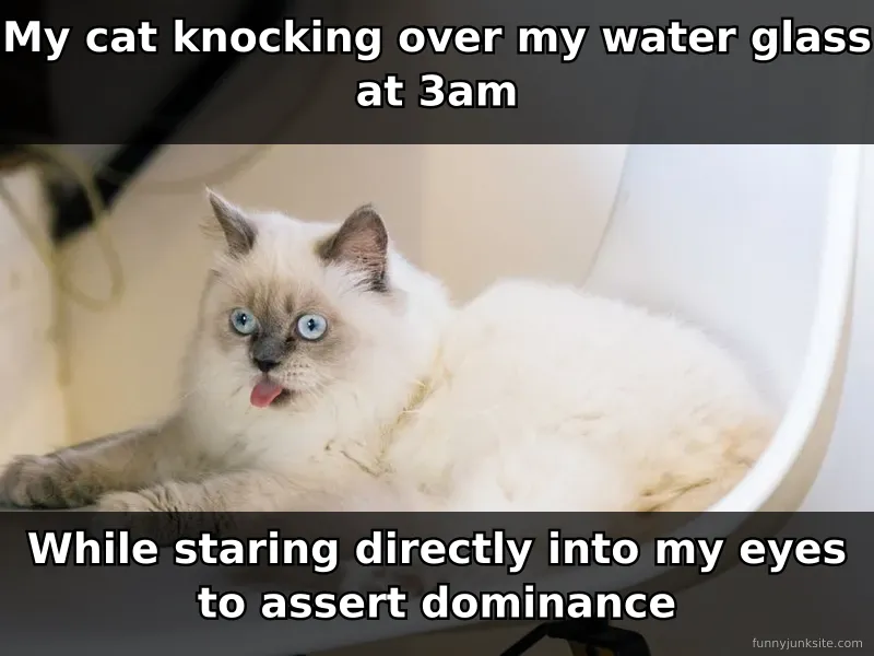Funny cat meme about feline knocking things over at night while staring at owner, classic cat behavior