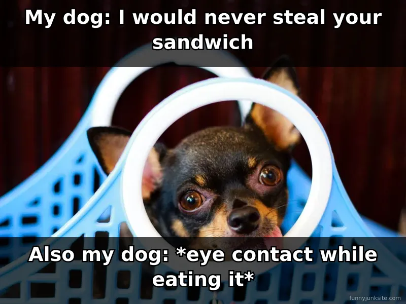 Funny dog meme: playful dog with human food, hilarious moment about dog stealing food, relatable pet owner humor