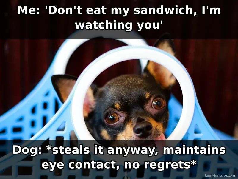 Funny dog meme: sneaky dog stealing sandwich from owner's plate. Hilarious dog behavior and guilt-free food thief humor.