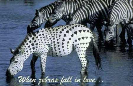 Valentine Zebra