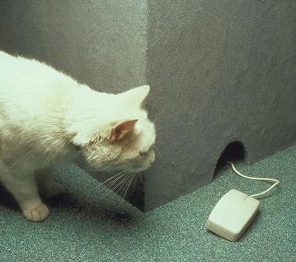 A Real Cat and computer mouse